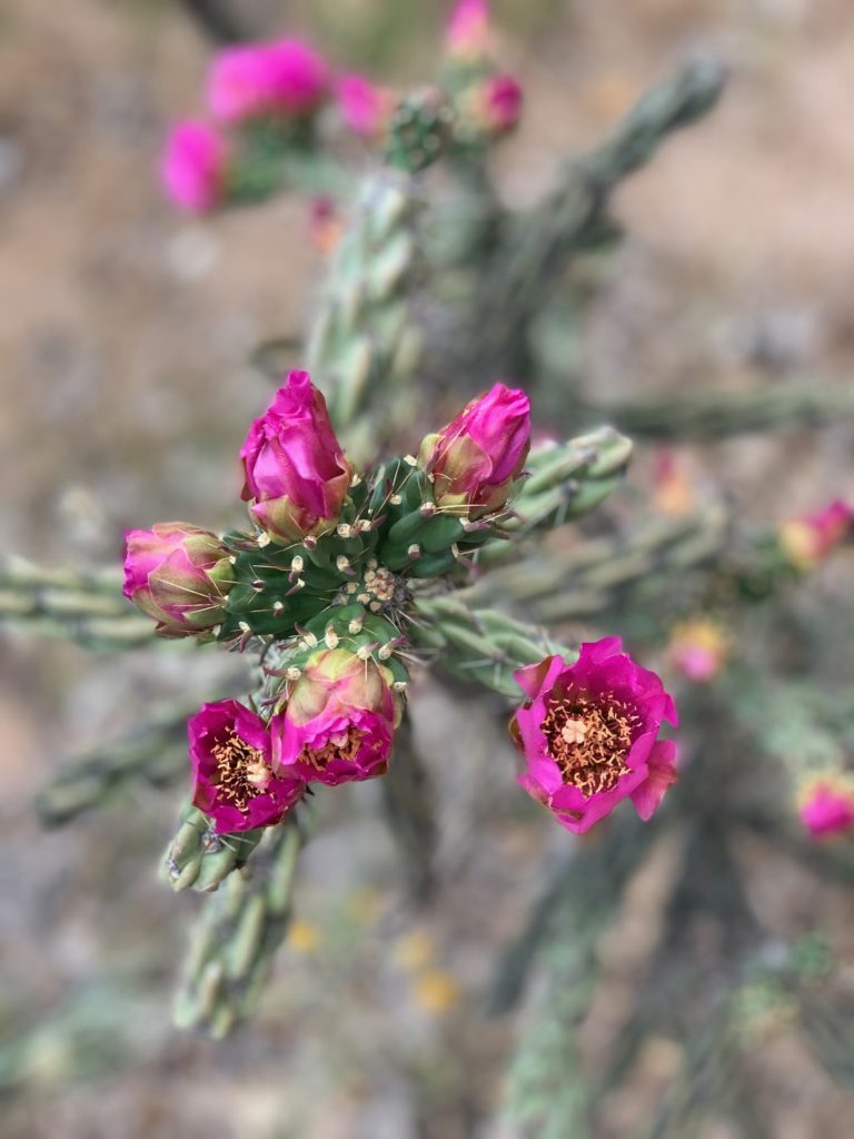 Legendary Healing Waters of Ojo Caliente cactus bloom pink